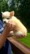 Pomsky Puppies for sale in Brownfield, TX 79316, USA. price: $400