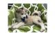 Pomsky Puppies for sale in V Mayflower Rd, South Bend, IN 46628, USA. price: NA