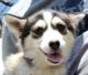 Pomsky Puppies for sale in Louisville, KY, USA. price: NA