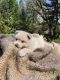 Pomsky Puppies for sale in Chesapeake, VA 23320, USA. price: $2,500