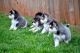 Pomsky Puppies for sale in New York Ranch Rd, Jackson, CA 95642, USA. price: NA