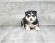 Pomsky Puppies for sale in Los Angeles, CA 90019, USA. price: NA