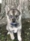 Pomsky Puppies for sale in Kettering, OH, USA. price: NA