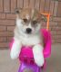 Pomsky Puppies for sale in FL-436, Casselberry, FL, USA. price: NA