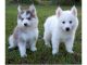 Pomsky Puppies for sale in Columbus, OH, USA. price: NA
