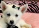 Pomsky Puppies for sale in Fort Lauderdale, FL, USA. price: NA