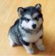 Pomsky Puppies for sale in Los Angeles, CA 90019, USA. price: NA