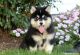 Pomsky Puppies for sale in North Bergen, NJ, USA. price: NA