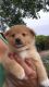 Pomsky Puppies for sale in New Orleans, LA, USA. price: $120