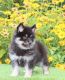 Pomsky Puppies for sale in California Ave, South Gate, CA 90280, USA. price: NA