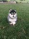 Pomsky Puppies for sale in South Bend, IN, USA. price: NA