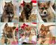 Pomsky Puppies for sale in Vail, IA 51465, USA. price: NA