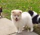 Pomsky Puppies for sale in Charlotte, NC, USA. price: NA