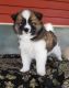 Pomsky Puppies for sale in Roanoke, VA, USA. price: NA
