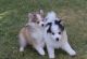 Pomsky Puppies for sale in Mississippi Ave, Natchez, MS 39120, USA. price: NA
