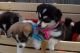 Pomsky Puppies for sale in Charleston, WV, USA. price: NA