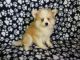 Pomsky Puppies for sale in St Paul, MN, USA. price: $400
