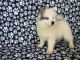 Pomsky Puppies for sale in New Orleans, LA, USA. price: $400
