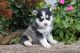 Pomsky Puppies for sale in Los Angeles, CA 90017, USA. price: NA