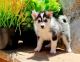 Pomsky Puppies for sale in Ashburn, VA, USA. price: NA