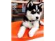 Pomsky Puppies for sale in Rutland, VT 05701, USA. price: $400