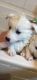 Pomsky Puppies for sale in Ocala, FL 34470, USA. price: NA