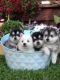 Pomsky Puppies for sale in Little Rock, AR 72202, USA. price: NA