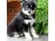 Pomsky Puppies for sale in California State Route 2, Los Angeles, CA, USA. price: NA