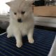 Pomsky Puppies for sale in North Canton, OH, USA. price: NA