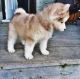 Pomsky Puppies for sale in Cary, NC, USA. price: NA