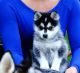 Pomsky Puppies for sale in Washington, DC, USA. price: NA