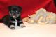 Pomsky Puppies for sale in Wesley Chapel, FL, USA. price: NA