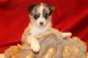 Pomsky Puppies for sale in Wesley Chapel, FL, USA. price: $2,950