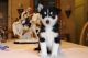 Pomsky Puppies for sale in Wesley Chapel, FL, USA. price: $2,750