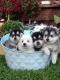 Pomsky Puppies for sale in San Jose, CA, USA. price: NA