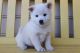 Pomsky Puppies for sale in Phoenix, AZ, USA. price: NA