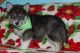 Pomsky Puppies for sale in Phoenix, AZ, USA. price: NA