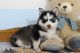 Pomsky Puppies for sale in Victoria, TX, USA. price: NA
