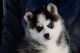 Pomsky Puppies for sale in Denver, CO, USA. price: NA