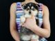 Pomsky Puppies for sale in Cheyenne, WY, USA. price: NA