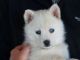 Pomsky Puppies for sale in Victoria, TX, USA. price: NA