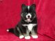 Pomsky Puppies for sale in Chicago, IL, USA. price: NA