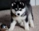 Pomsky Puppies for sale in Stamford, CT, USA. price: $400