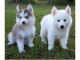 Pomsky Puppies for sale in Manchester, NH, USA. price: NA