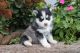 Pomsky Puppies for sale in Raleigh, NC, USA. price: NA