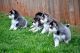 Pomsky Puppies for sale in Wichita, KS, USA. price: NA
