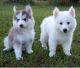 Pomsky Puppies for sale in Sacramento, CA, USA. price: $400