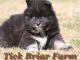 Pomsky Puppies for sale in Gray Court, SC 29645, USA. price: NA