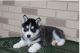 Pomsky Puppies for sale in NC-55, Fuquay Varina, NC 27526, USA. price: $450