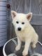 Pomsky Puppies for sale in Beach City, OH 44608, USA. price: NA